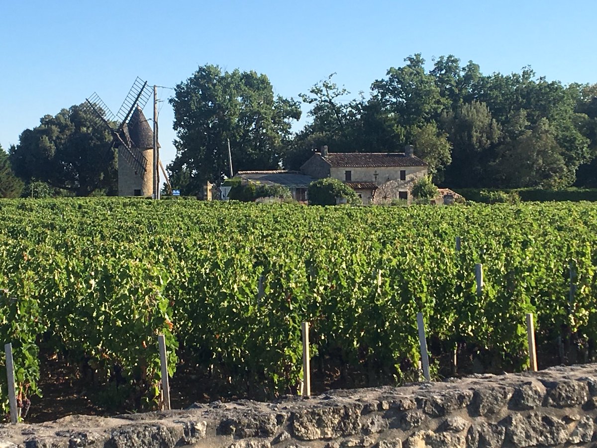 Colleen_Ashley2's tweet photo. Another ‘blue sky’ day #stemilion #france #CarpeDiem @diablosiamese https://t.co/0Vge0U06I5