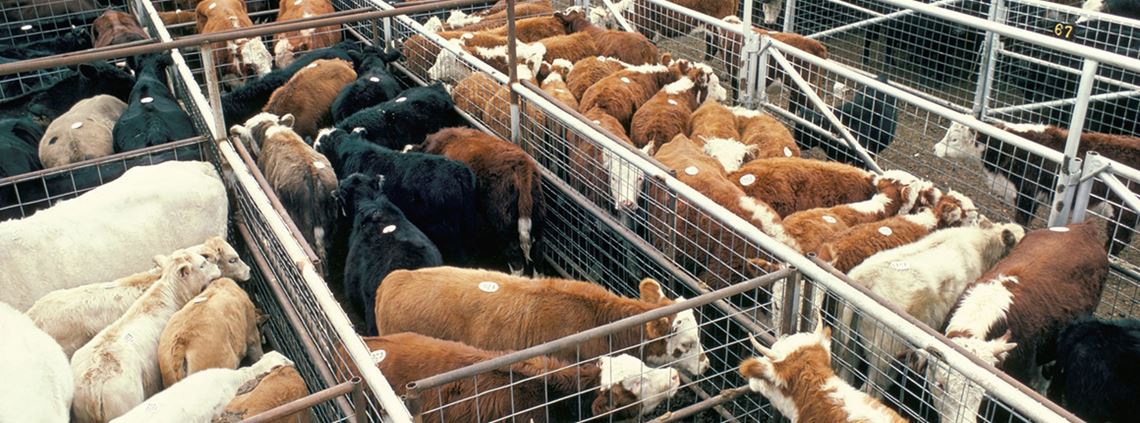 procurement123's tweet photo. Meat and dairy firms 'not setting emissions targets' https://t.co/RjWJExWC7U Via @supplymgmt #SupplyChain #FoodandDrink #ClimateChange https://t.co/sSnHExuwf5