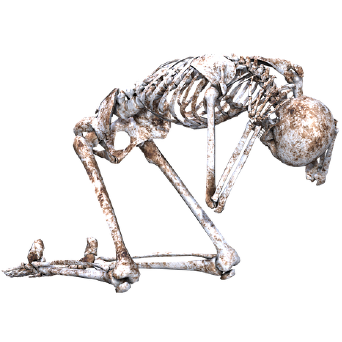 CobaltFoxx's tweet photo. New T-shirt available - Skeleton - Numerous sizes and styles available - https://t.co/hnU0AGpohD https://t.co/WiHM2yYEbU