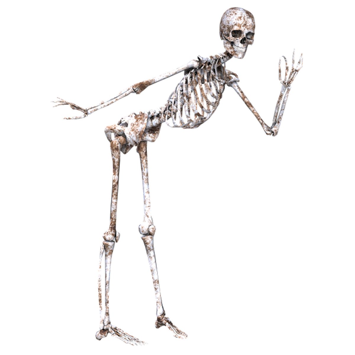CobaltFoxx's tweet photo. New T-shirt available - Skeleton - Numerous sizes and styles available - https://t.co/6APx3lWHAQ https://t.co/pPiBelXPFj