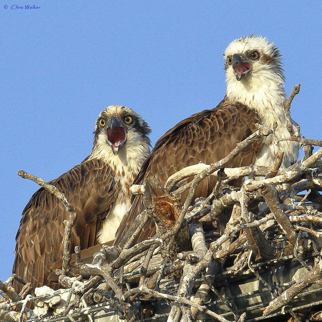 Eastern ospreys (Pandion cristatus) on the nest at Wellington Point are alarmed by a Blue-faced honeyeater flying too close. #osprey #raptors #wellingtonpoint #birdphotograph