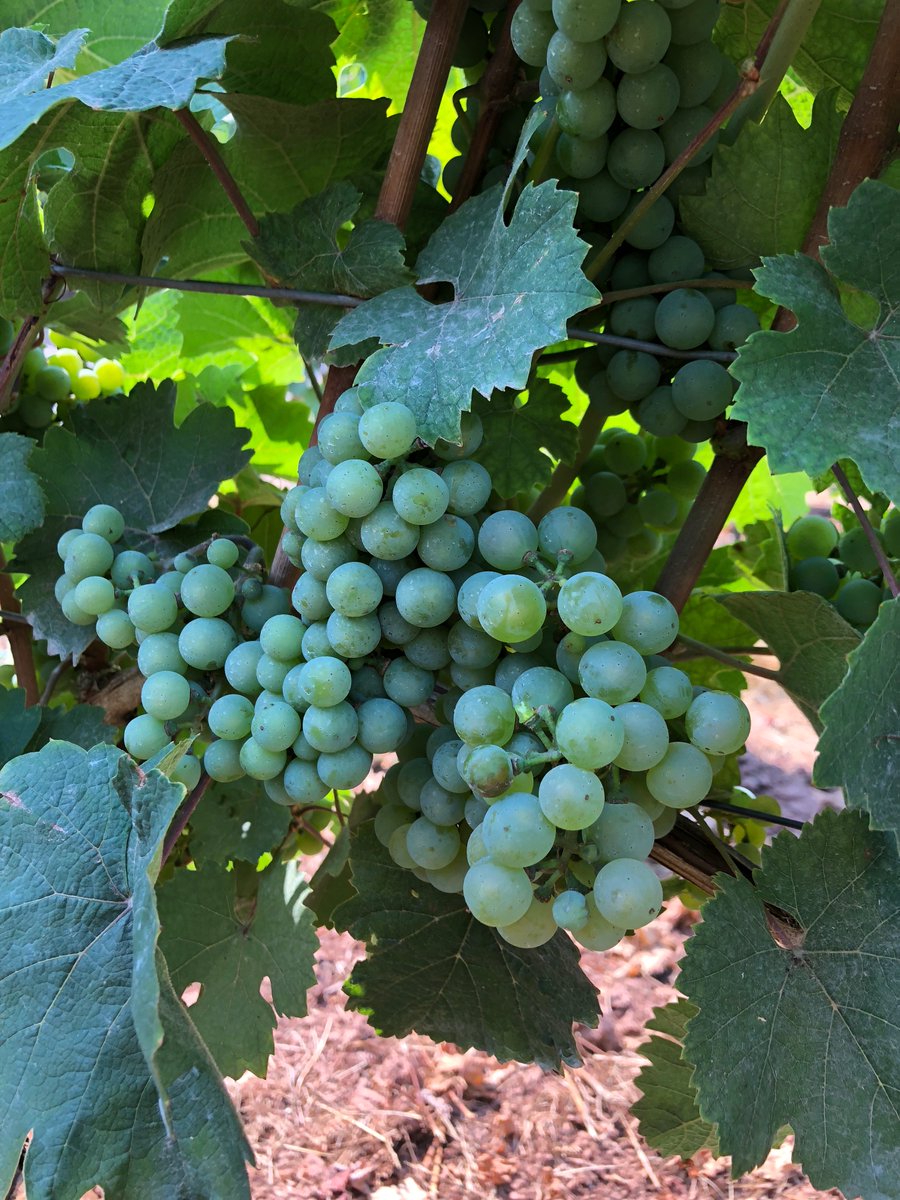 wine639's tweet photo. 今週に入り猛暑が終わりました。やっと例年のドイツらしい涼しい夏の陽気になりました。適度の雨も降ってくれて #Hipping の #Riesling も順調に育っています。今年は過去最速で収穫シーズンがスタートしそうです!
#ドイツワイン https://t.co/WwRSqUY8XB