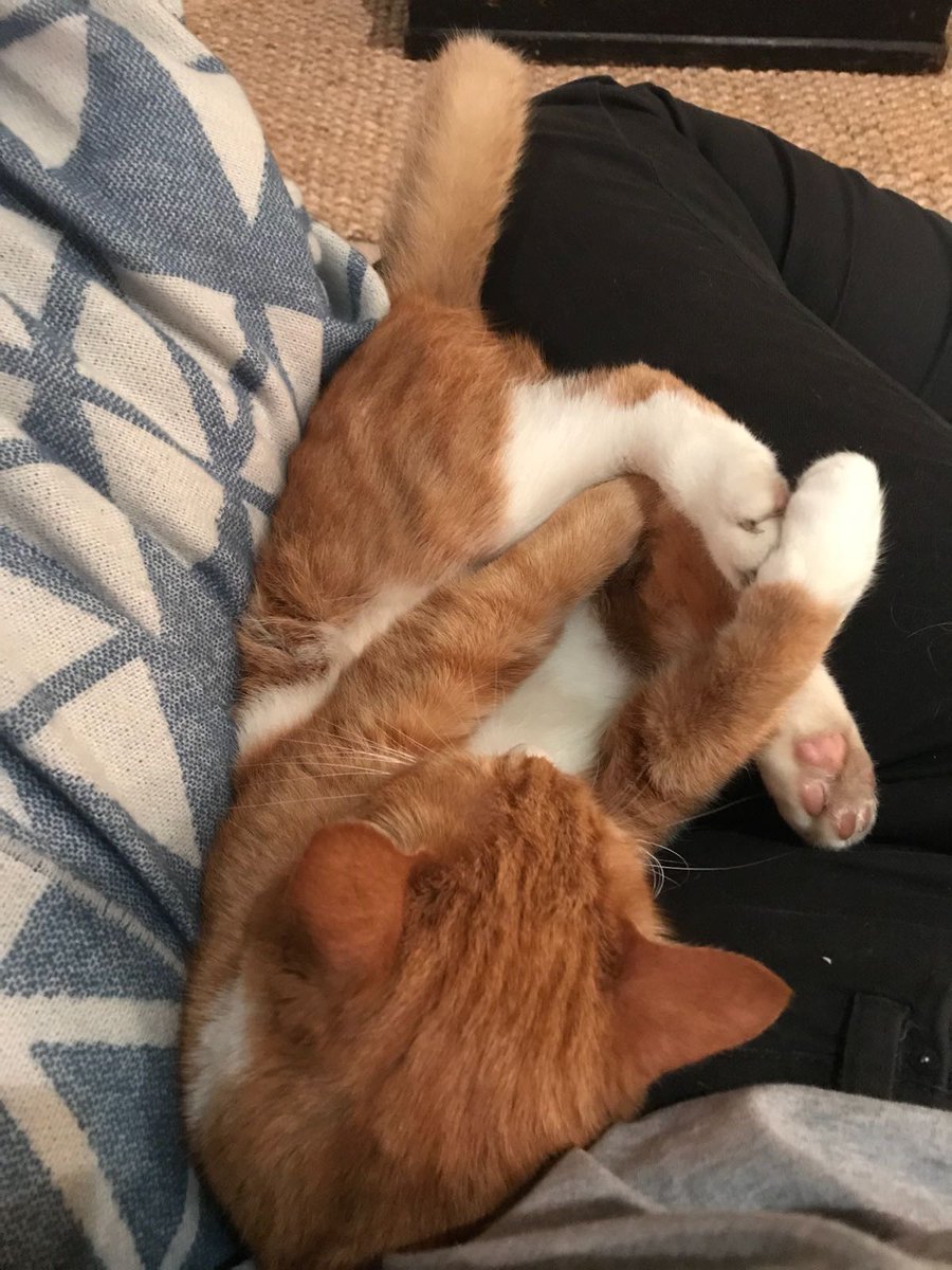 Time to relax after a busy week telling everyone about my poor Furriends in Greece who are homeless and hurt after the fires. Time to try out a #GladdersYoga position <a href="/NineLivesGreece/">Nine Lives Greece</a> #ambassacats #AdoptDontShop #purrsforgreece