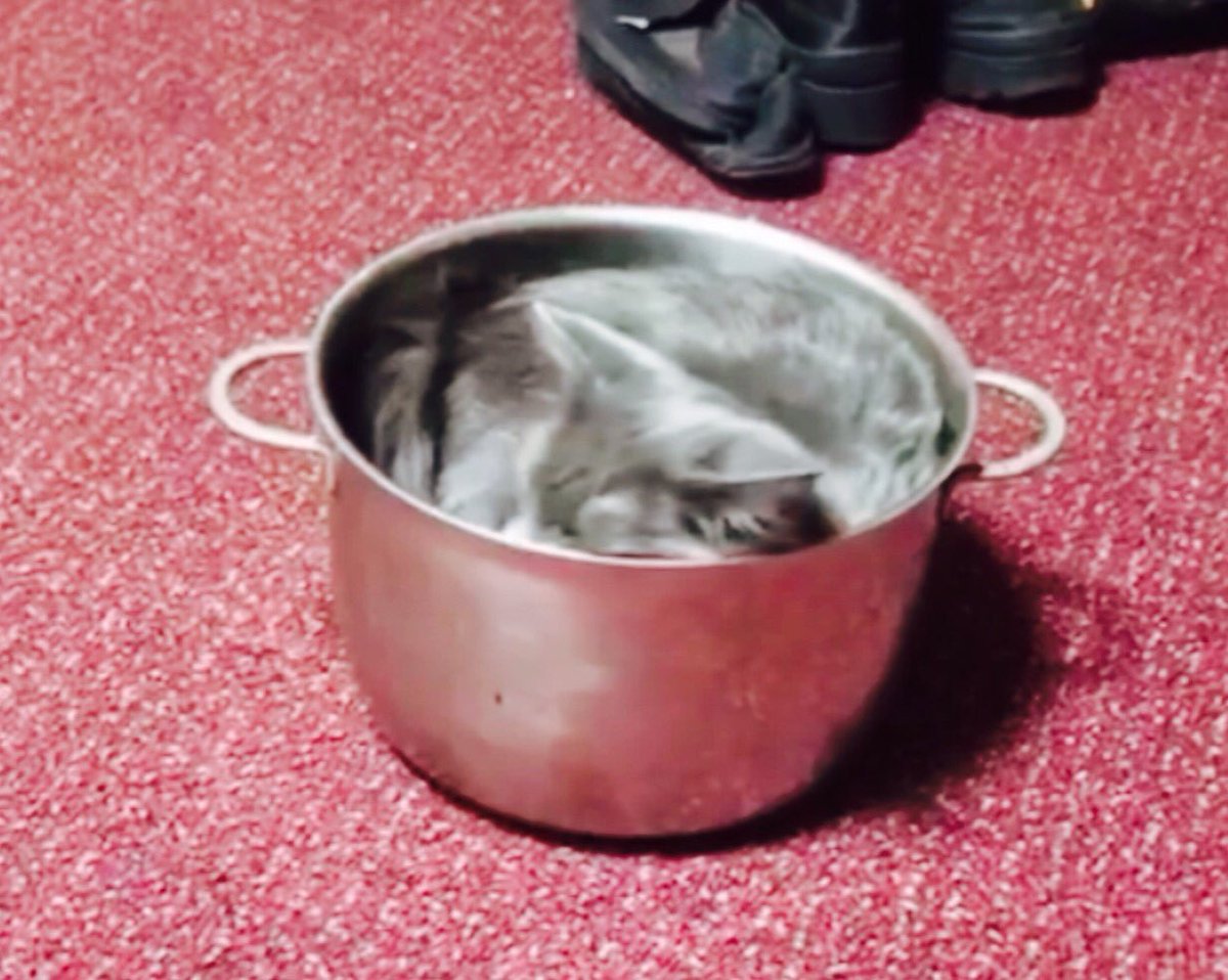 sweetrhythms's tweet image. #To #Dream ... be safe and well; love and hugs :)

Pic via @animalsdoing