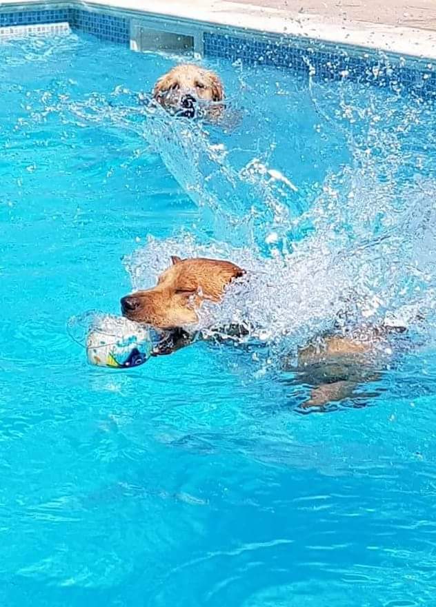 ItaliaGolden's tweet photo. #Ferragosto2018 https://t.co/7QFbKocroT