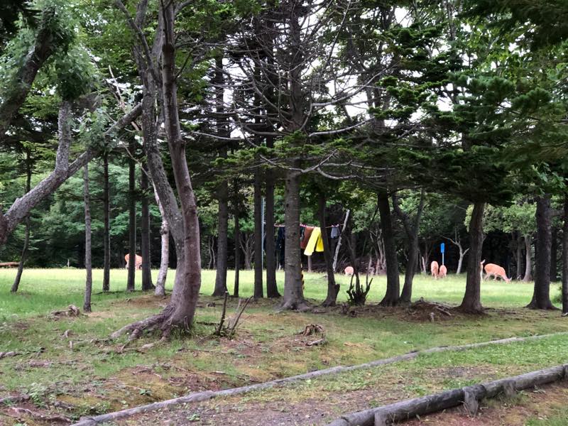 kuro_nak's tweet photo. フツーに鹿まみれだった(;・∀・)
#extrip https://t.co/QcmvGyzdy3