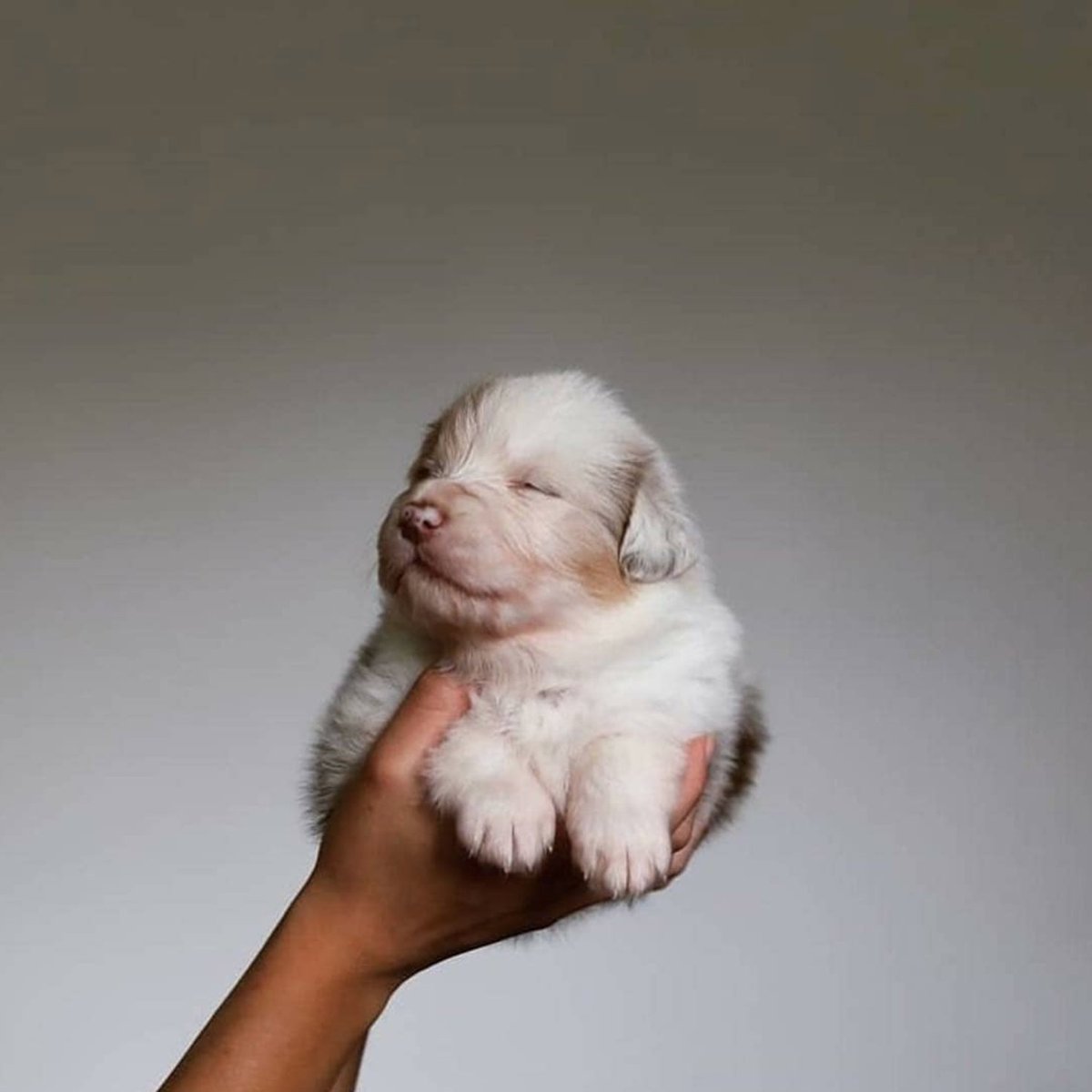 BreedmeApp's tweet photo. Tan simple, tan increible

So simple, so incredible
·
#breedmeapp #australianshepherd #newborn #simple #gorgeous #pastoraustraliano #calm #puppy #amorperruno #doglover #dogoftheday #dogs #pet #pets #mascota #mascotas #perro #perros #doggy #doglovers #dogslife #ilovemydog https://t.co/93hLSIwBP8