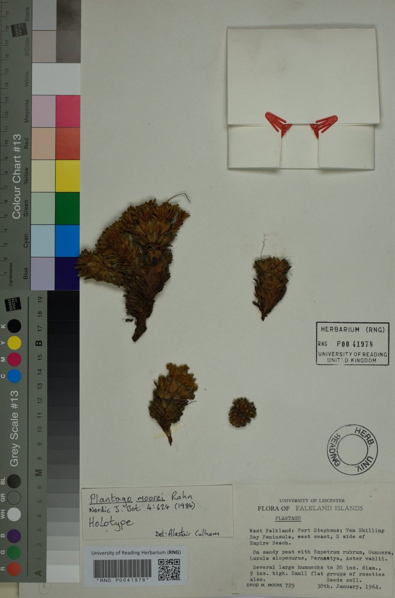 RNGherb's tweet photo. All of RNG’s #Patagonian Plantago #herbarium specimens are now available online, including those collected by David M. Moore! Click the link! https://t.co/NjiHfoL4zd 
#botany #herbaria #digitisation #plantago #DavidMMoore #plantagomoorei https://t.co/Bu1i5pQeb0