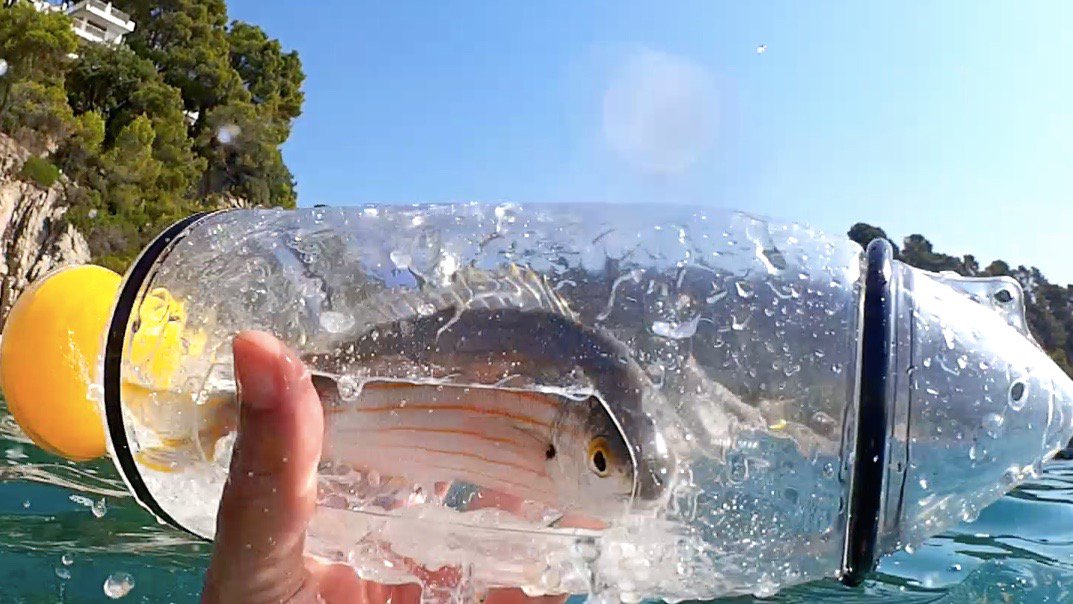 babaplaya's tweet photo. Cette année la plage c’est avec Babaplaya 😍
Ici, une une belle saupe attrapée en quelques minutes 🐠 !
A #Marseille on l’appelle le « poisson fada » parce que sa chair a la réputation de donner des hallucinations… 😜
Alors relâchez-le ! #nokill
Belle journée !
@dandy_cannes https://t.co/1xx87jusTH