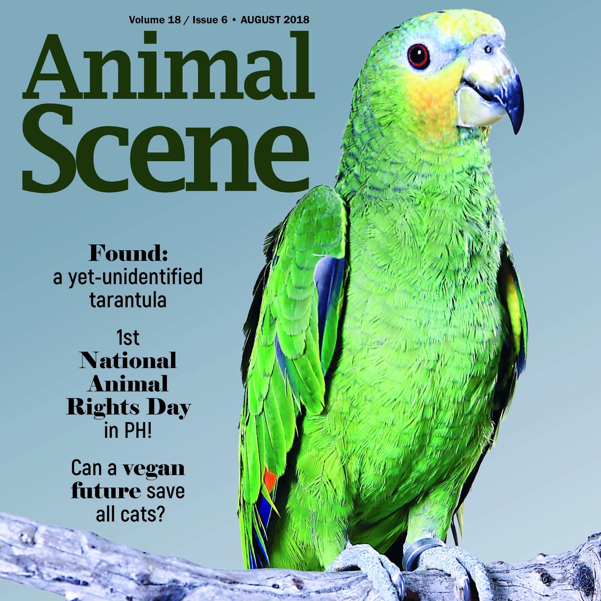 animalsceneMB's tweet photo. Have you picked up our August issue yet? Learn more about the orange-winged amazon once you buy Manila Bulletin's Animal Scene at your favorite bookstores and newsstands now! #mbanimalscene #animalscene #animals #amazon #parrot #bird https://t.co/Kl3N8Mwjyx