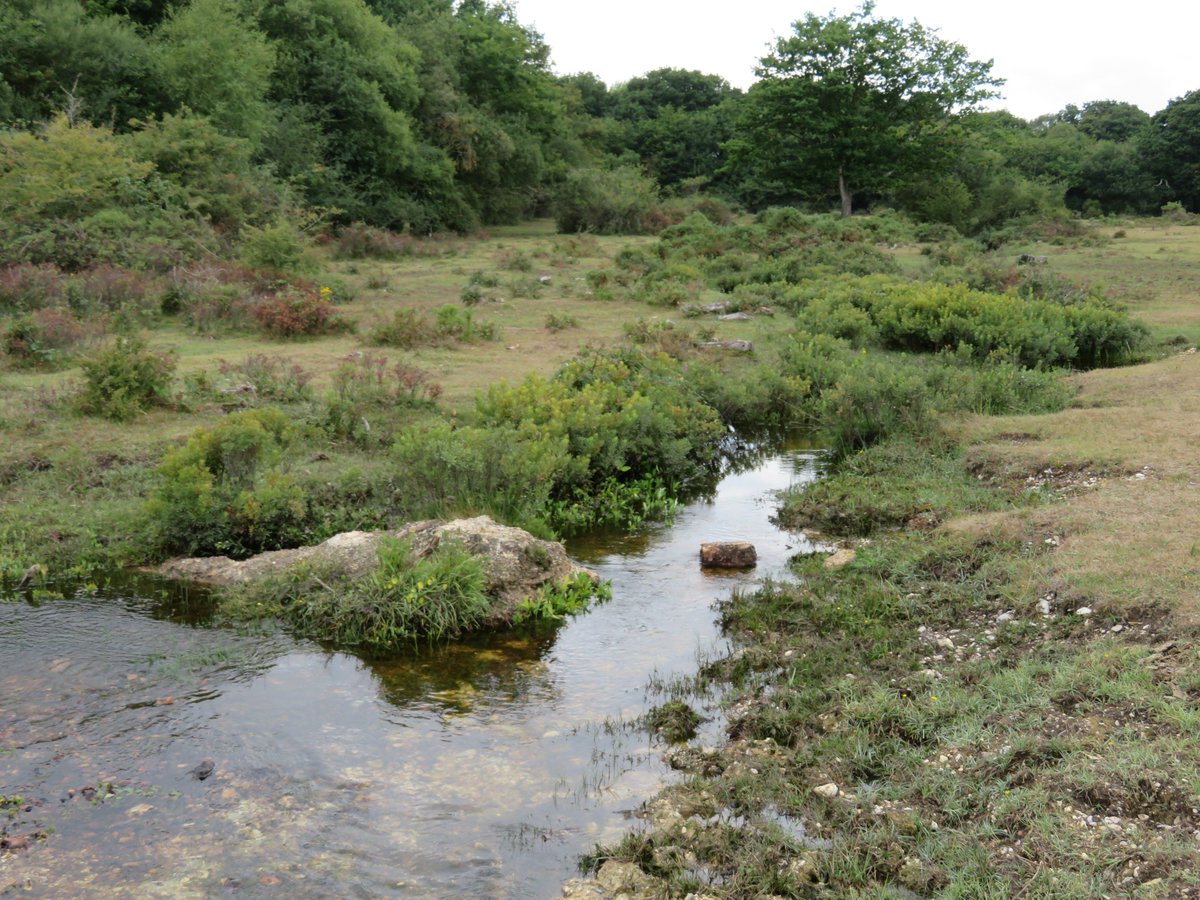 Yesterday I popped into a quiet corner of the  #NewForest Crown Lands that looks like it hasn’t changed in a thousand years. Well, almost. Why's that dirty great piece of concrete in the stream and how did it get there?(A short military history thread)