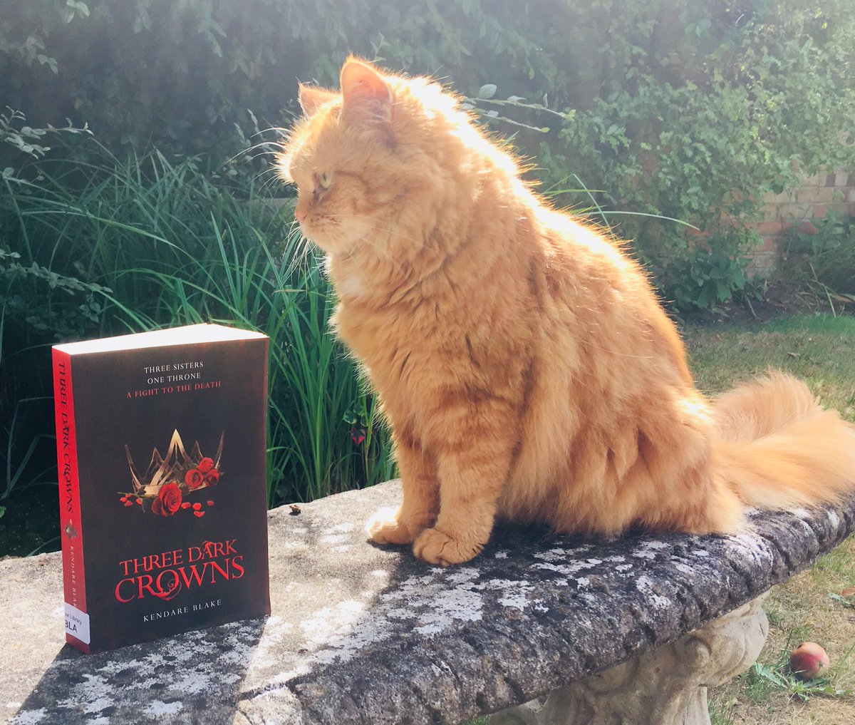 BossonsClair's tweet photo. #threedarkcrowns was a student recommended read for my holiday. @KendareBlake I loved it & the sequel is on order. #photobombed #whatdoireadnext https://t.co/79fHwsm3QT