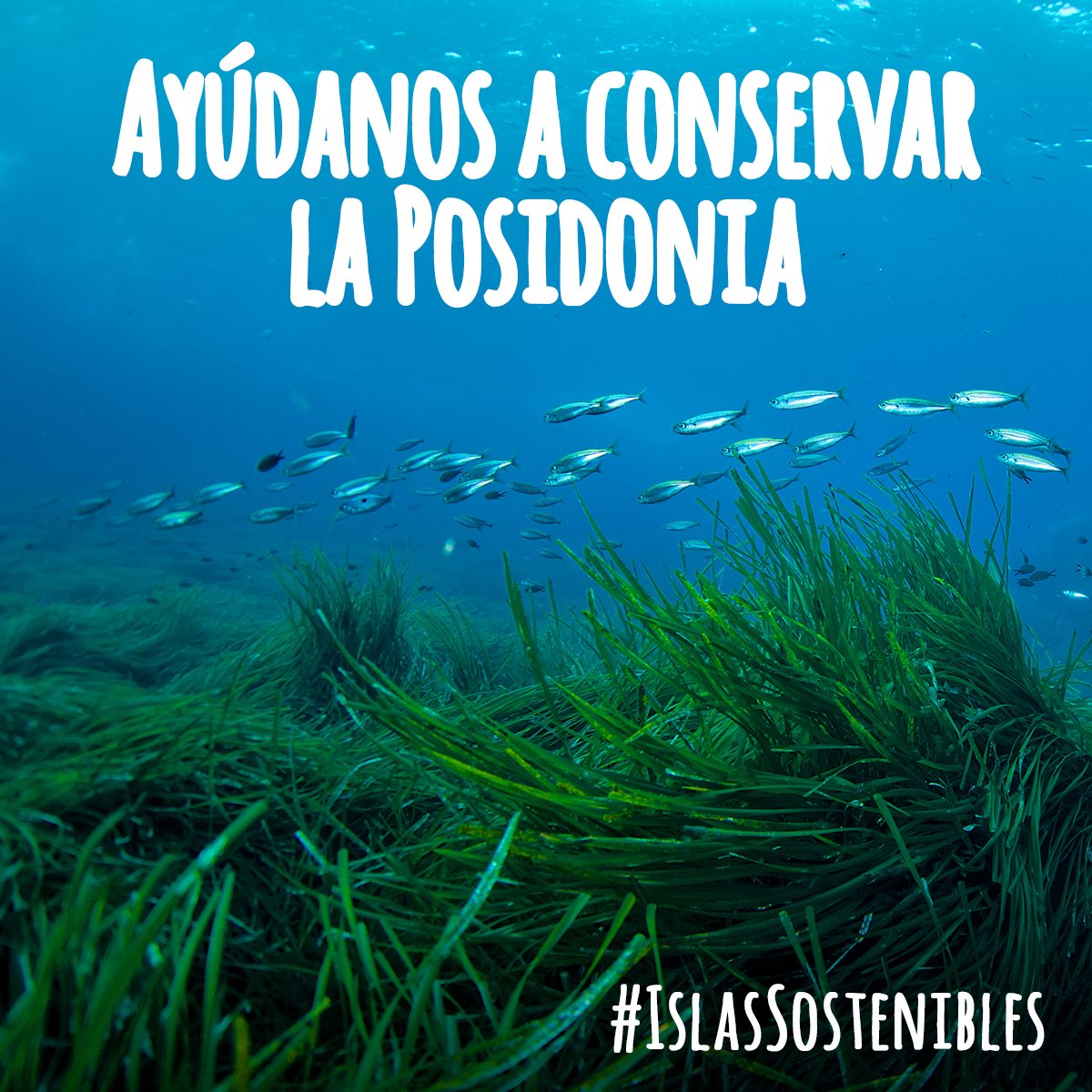 #IslasSostenibles| Ayúdanos a conservar la posidonia | La posidonia oceánica es la responsable de la transparencia de nuestras aguas y de la riqueza biológica de nuestro mar | Por favor, no fondees sobre ella