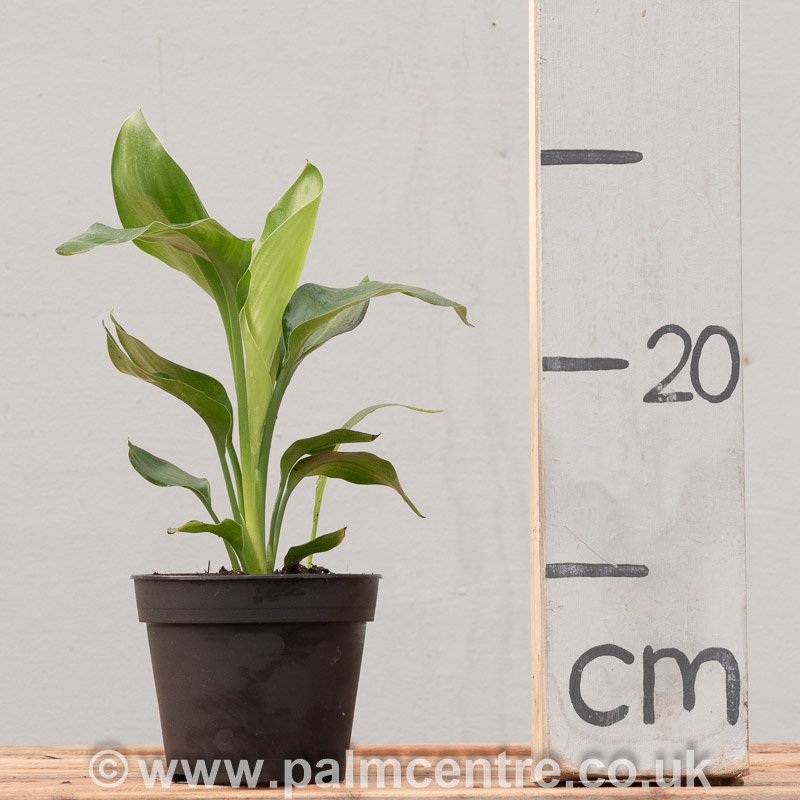 Special Offer!! - 50% OFF
Strelitzia reginae - 3Ltr pot, 30/40cms tall
Also called Bird of Paradise, this plant is surprisingly undemanding and easy to grow. palmcentre.co.uk/products/szr/s… #strelitziaregiane #birdofparadise #summersale #Sales