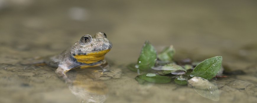 Agrarisch natuurbeheer blijkt effectief voor zeldzame Limburgse amfibieën dlvr.it/QfxwR0