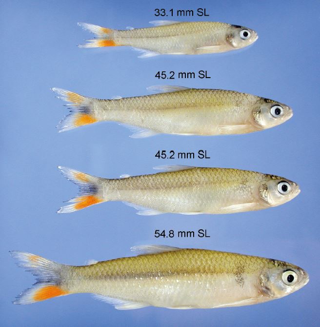 Zoosyst_Evo's tweet photo. Towards untangling the “obscure” #taxonomy of 3 small-sized Neotropical #characid species in the genus Aphyocharax.

Article: https://t.co/l0NkSup7iy #Characiformes #ichthyology #biodiversity #morphology https://t.co/nOrQB6zcmh
