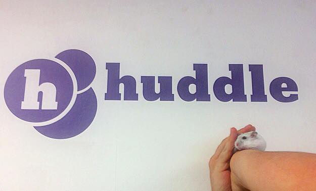HuddleUtilities's tweet photo. Introducing George our new team member and Huddle mascot 🐹 https://t.co/7KmoVd0OSE