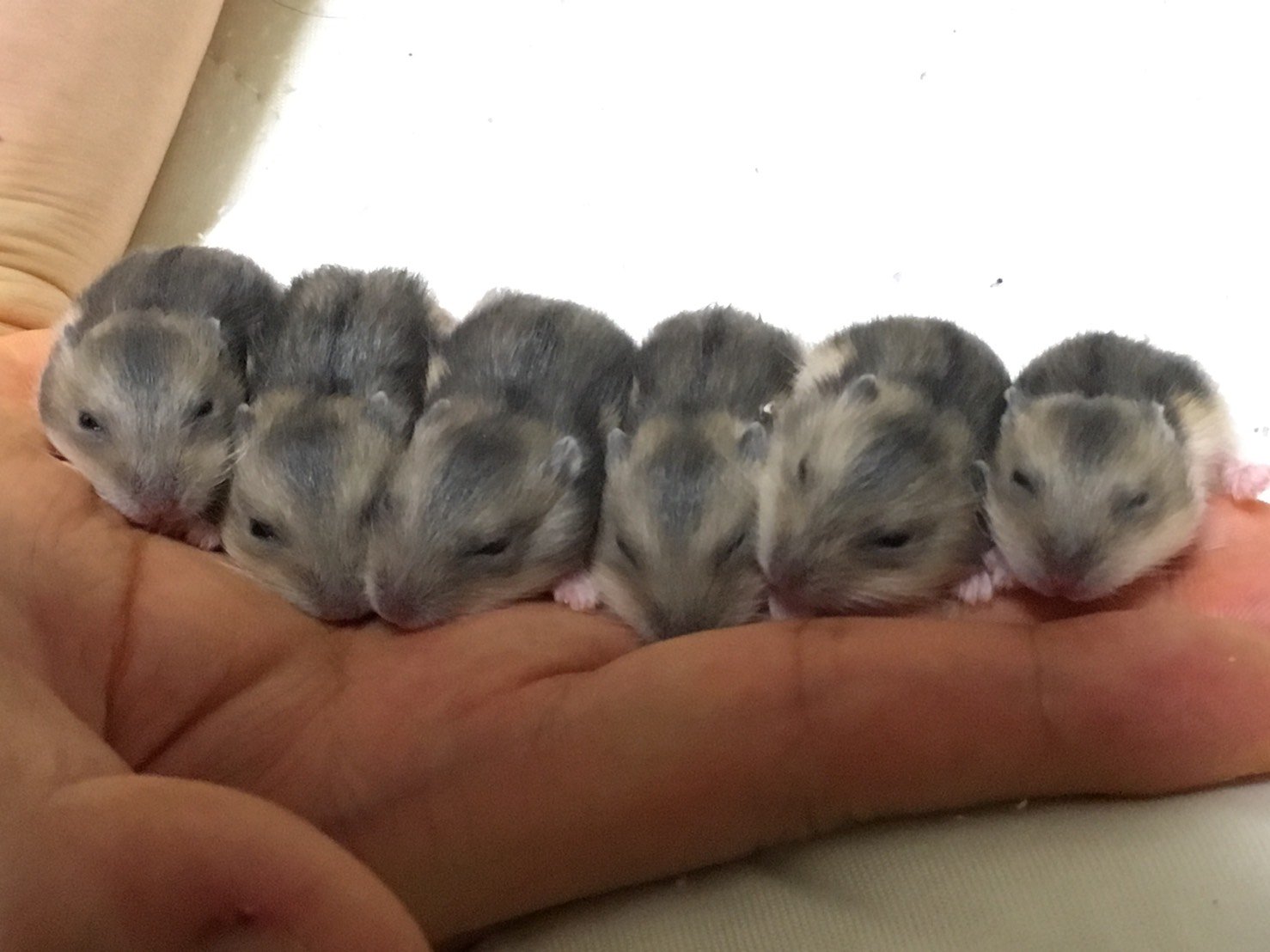こも ハム達の赤ちゃんが大きくなりました 寝る子は育つ ジャンガリアンハムスター 赤ちゃん ハムスターの赤ちゃん ハムスターのいる生活 T Co Lvp84rbrm5 Twitter