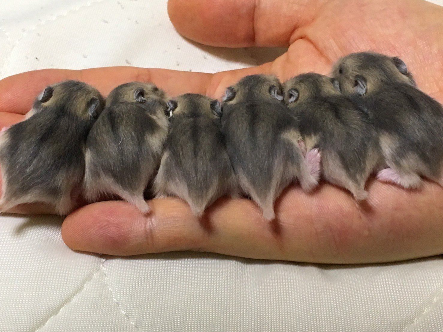 こも Pa Twitter ハム達の赤ちゃんが大きくなりました 寝る子は育つ ジャンガリアンハムスター 赤ちゃん ハムスターの赤ちゃん ハムスターのいる生活 T Co Lvp84rbrm5 Twitter