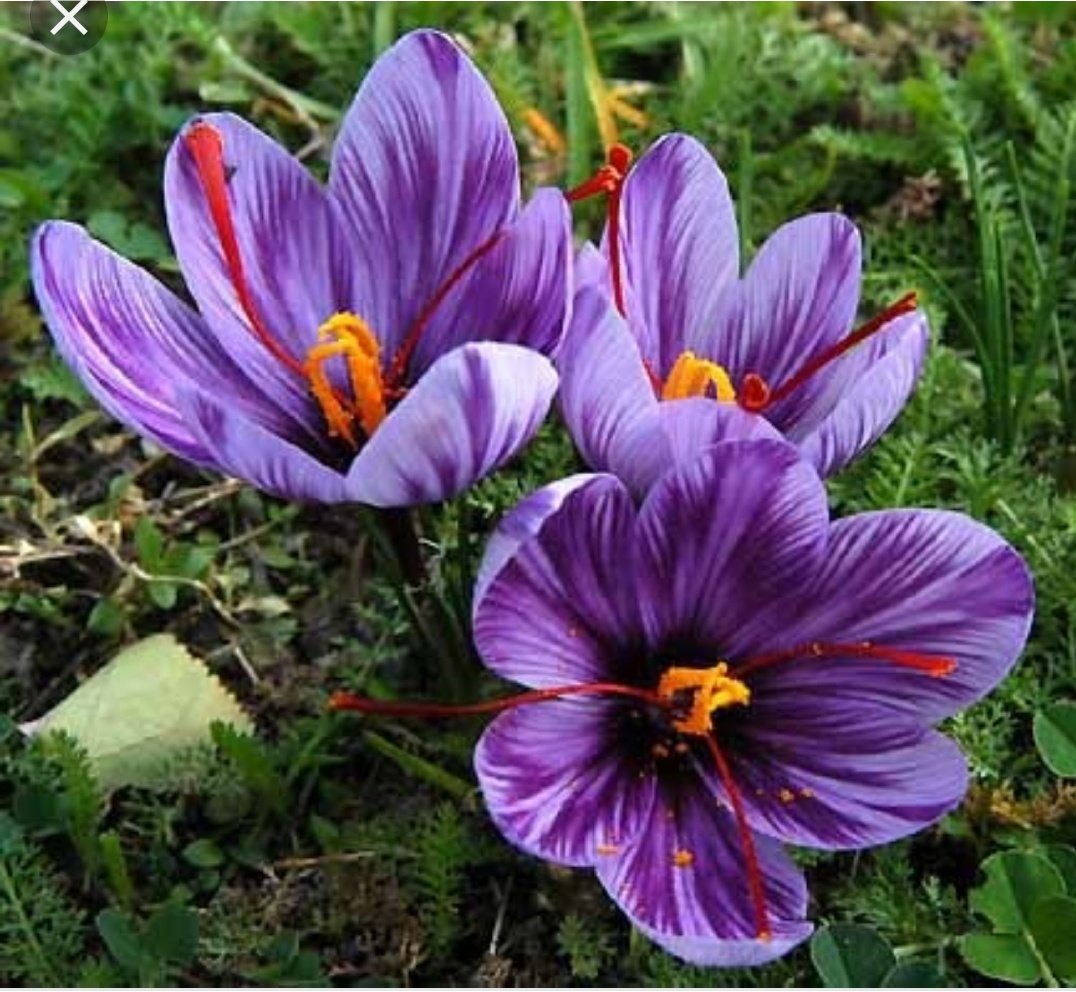FlorsxR's tweet photo. Al novembre, per la festa de #SomTerradeSafrà en recolliran les flors
https://t.co/9e3q0MA6em https://t.co/mz94lQOuWZ