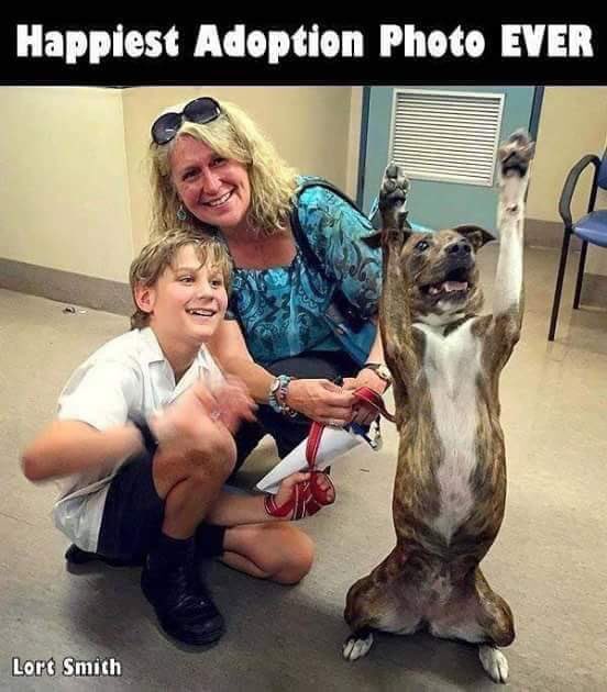 MoishesMom's tweet photo. Moishe’s Wednesday Wish: #EndBSL #AdoptAPibble #FosterAKillPoundPup #Rescue #VolunteerAtAShelter #GivePitbullsAChance #Empty #TheShelters #BanBadHumans #TrainYourPups #SocializeYourDogs #MakeAfterLifePlans #Retweet #DogsofTwitter #Be #LoyalToYourPets 🙏🐾🐾👇🏻👇🏻👇🏻👇🏻🐾🐾🙏 https://t.co/wr4uMtM5WA