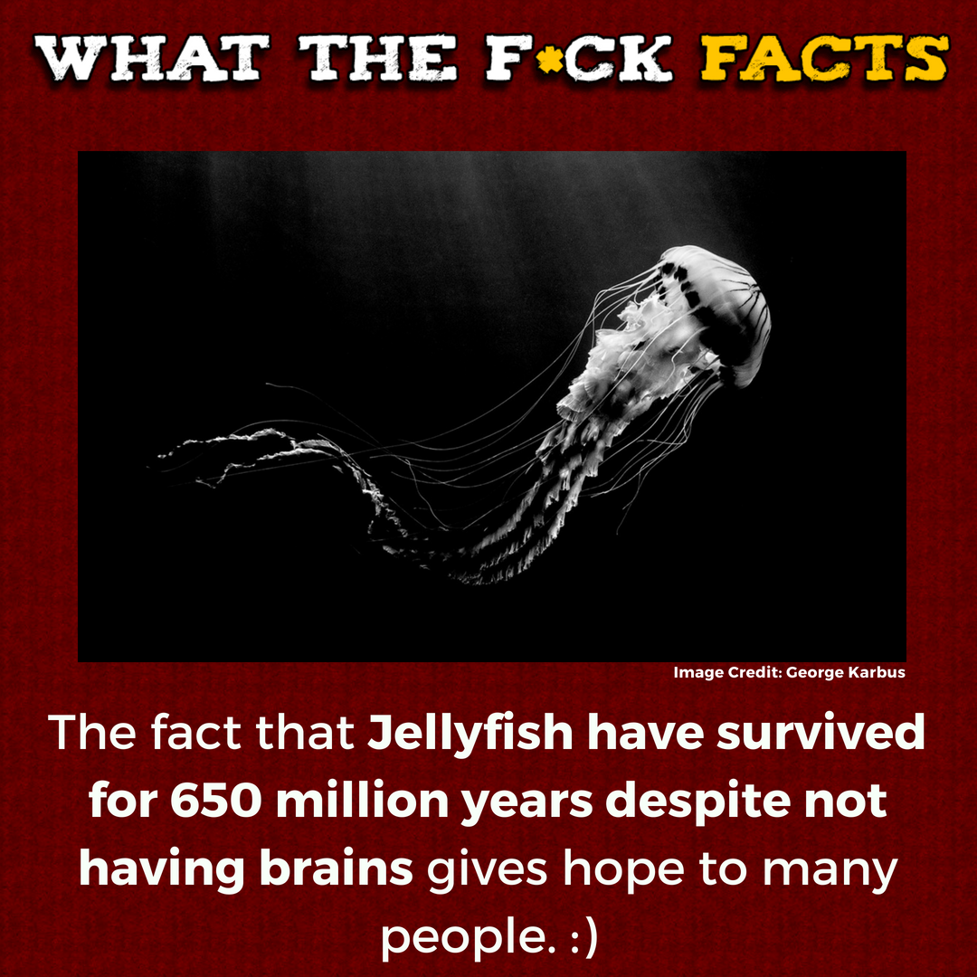 WhatTheFFacts's tweet image. 