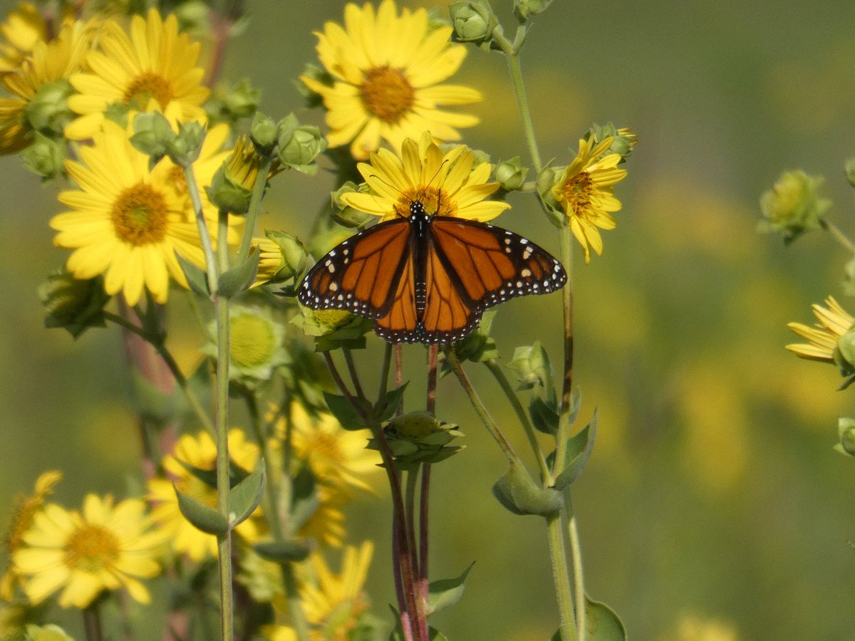 Butterfly on yellow flower <a href="/StormHour/">#StormHour</a> #ThePhotoHour <a href="/youllLikeLinton/">Linton, Indiana</a> #GoosePond