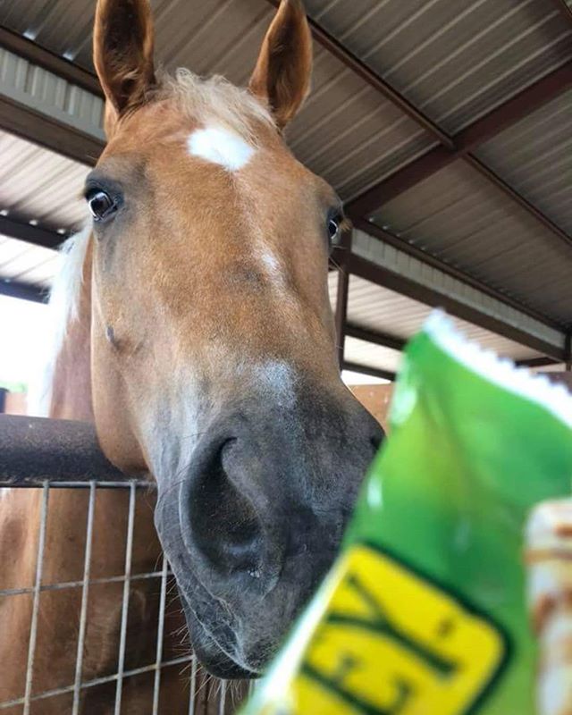 LakotaTrailers's tweet image. Good Beans get Granola Bars 💕💕💕#powerfulconnection #william #lakotayoungprofessionals #lakotaypa #lakota #aqhaproud #aqha #phba #aqhya #yellaman #phbaproud #hearthorse #heholdsmyheart #princewilliam #bean #beanie
#blessedwiththebest #soulhorse 📷: @powerful_connection