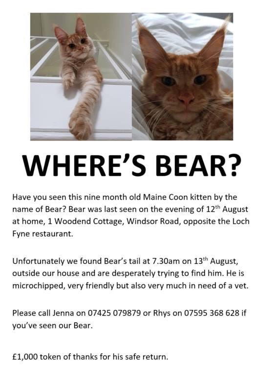 🐱Very #urgent RT <a href="/SNARLLondon/">South London Animal Investigation Network</a> 
 We are urgently, with his owners, looking for Bear. He could be anywhere across the South East and we need to find him. Please can I ask you to share this poster everywhere. Absolutely everywhere, whether local to his home or not.

Thanks
Boudicca