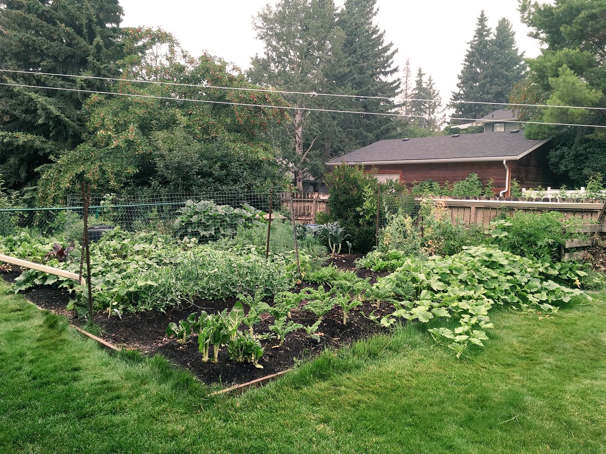 soilmatrix's tweet photo. The #soilmatrix #garden on August 15, 2018. Everything is in full production. #tomatoes #squash #beans #peas #cucumbers #dill #kale #carrots Using co-composted biochar. See my most recent #newsletter https://t.co/s587ScFK9t on #biochar co-composting. 🌱🌱🌷🌷🥕🌽🌶🍅🥒 https://t.co/gw9CX6BIoZ