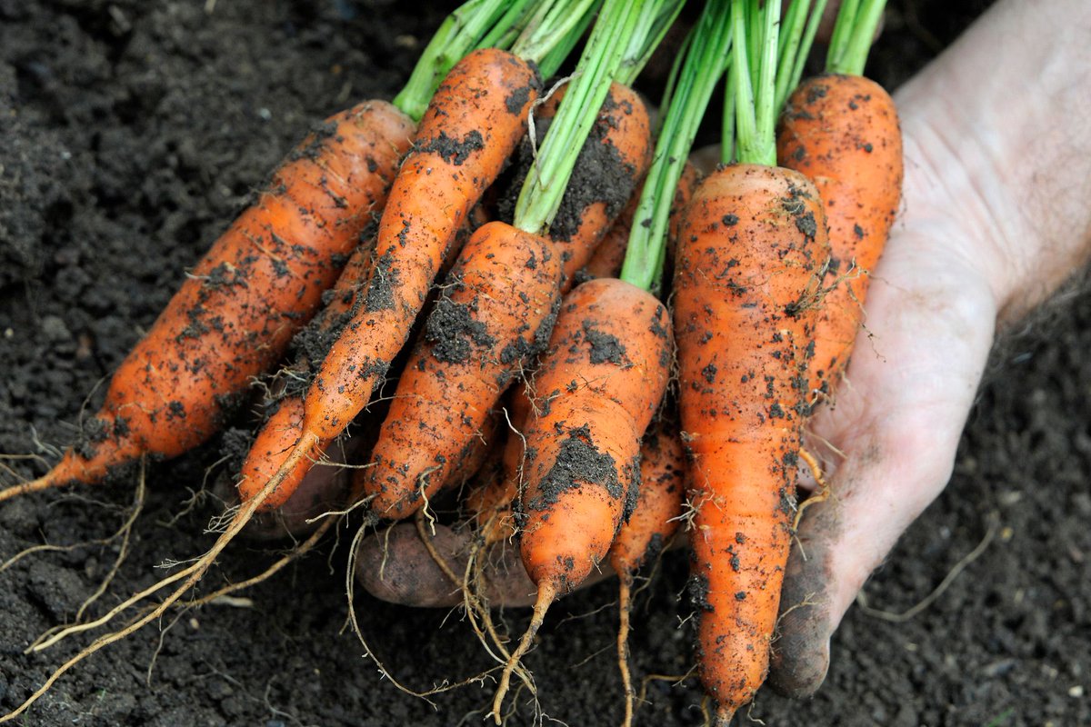 bmg_app's tweet photo. How to avoid carrot root fly 101. Sow seed thinly to avoid later thinning. Thinning releases a smell which attracts the pest https://t.co/Y0lt3W0LF7 #gardeningtips https://t.co/z5DKitnn76