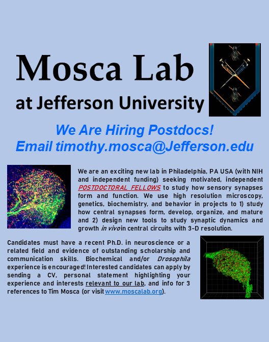 drosophilosophy's tweet photo. the mosca lab has TWO open postdoctoral positions! one is nih-funded and one is foundation-funded! ready to start immediately. come study synaptic development &amp; maturation or help design new tools for studying synaptic dynamics in vivo. DM me or email me to discuss! please RT! https://t.co/lcuaKtZtPd