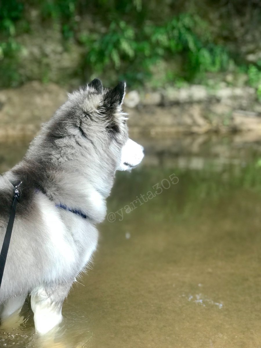 yarita305's tweet photo. Morning walk to the creek! #huskypuppy #ourfourleggedchild #husky  #huskyoftheday #5monthsold #bilingualdog #creekfun https://t.co/UehSTAqTTW