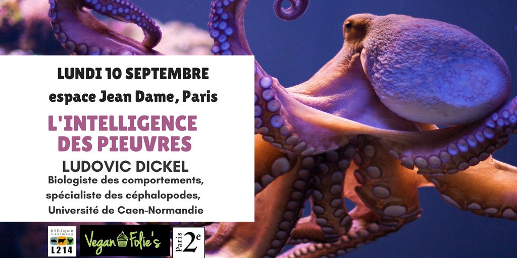 VeganFolies's tweet photo. 🐙N'oubliez pas que la conf sur l'intelligence des #pieuvres aura bien lieu le LUNDI 10 SEPTEMBRE à #Paris02 salle Jean Dame.
🦑Entrée libre et gratuite.
Orga : @Mairiedu2 @L214 @VeganFolies 

https://t.co/DIabBv8bJ5 https://t.co/VGikzJk2j6