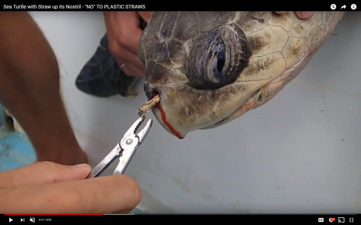 Devin D. Thorpe on X: A sea turtle with a straw up its nose has