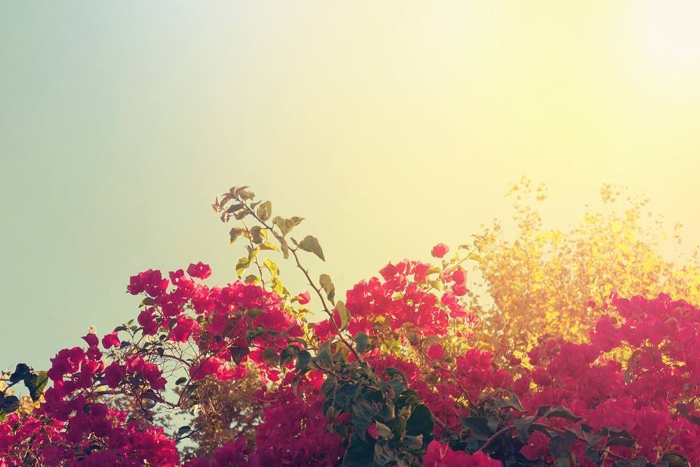 greecelovR's tweet photo. 🇬🇷 🌟🌟🌟🌟🌟 Blooming bougainvilleas under the Greek sky!
#visitgreece #greece #spring #instabreaks #traveltogreece #greeceholiday #seasonholiday #greekisland #backpacker #flytogreece #topvillas #villabreaks #wishyouwherehere #athensvoice #grece #grecia #греция #vacations #sai https://t.co/lw74CXmu1R