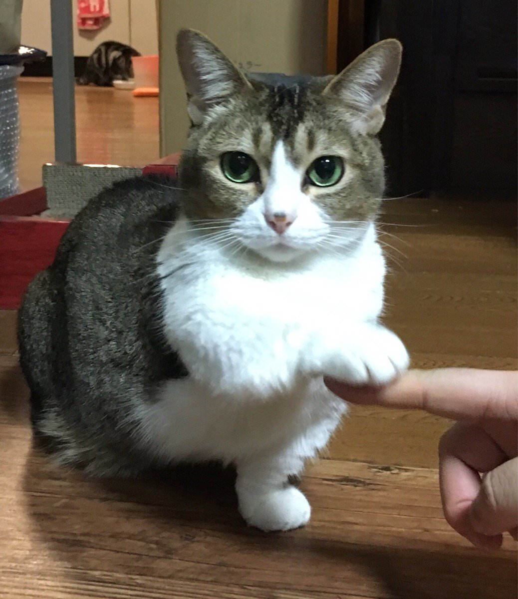 猫と意思疎通ができたらいいなって子供の頃は思ってたんですけども、うちの猫……お手とおかわりを覚えたせいで欲しいものがあると求めてもないのに強制的にお手とおかわりをしてくるようになって……（あげるまで永遠に続く）　 ちがうんだよな～～～そういうんじゃないんだよなあーー