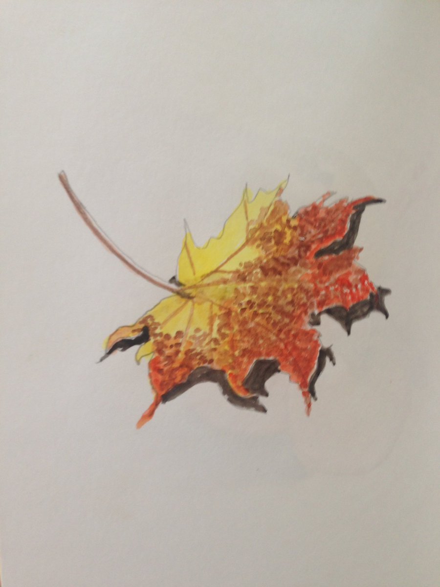 Maple leaf- from garden to sketchbook #drawingaugust #watercolor #dailysketch #ArtTutor #autumnalcolours