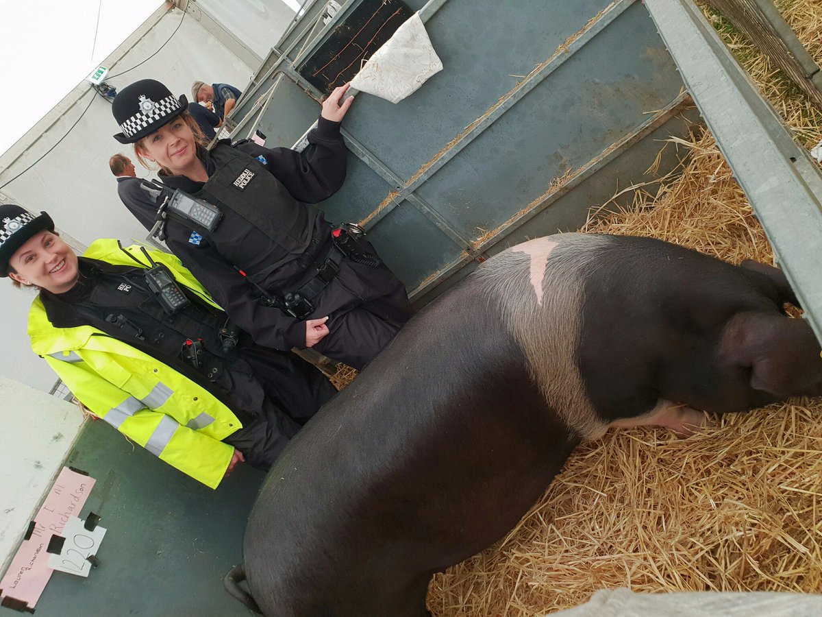 NWPAnglesey's tweet photo. PC Siobhan Murray and PS Elin Sion have spent the morning chatting to local farmers and getting acquainted with some of their animals including Luna the saddleback pig and Bubbles the goat. #standbyforthepigjokes #Anglesey #YnysMon #SioeMon2018 https://t.co/vewbAex5yH