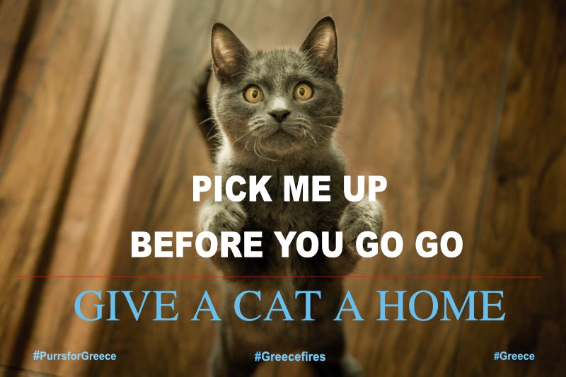 I purr, I nuzzle, I lick, I cuddle, I run, I leap, I play, I sleep. I can do all these things for you and I am here to keep.
#Giveacatahome #Adoptdontshop #purrsforGreece #greecefires #ambassacats