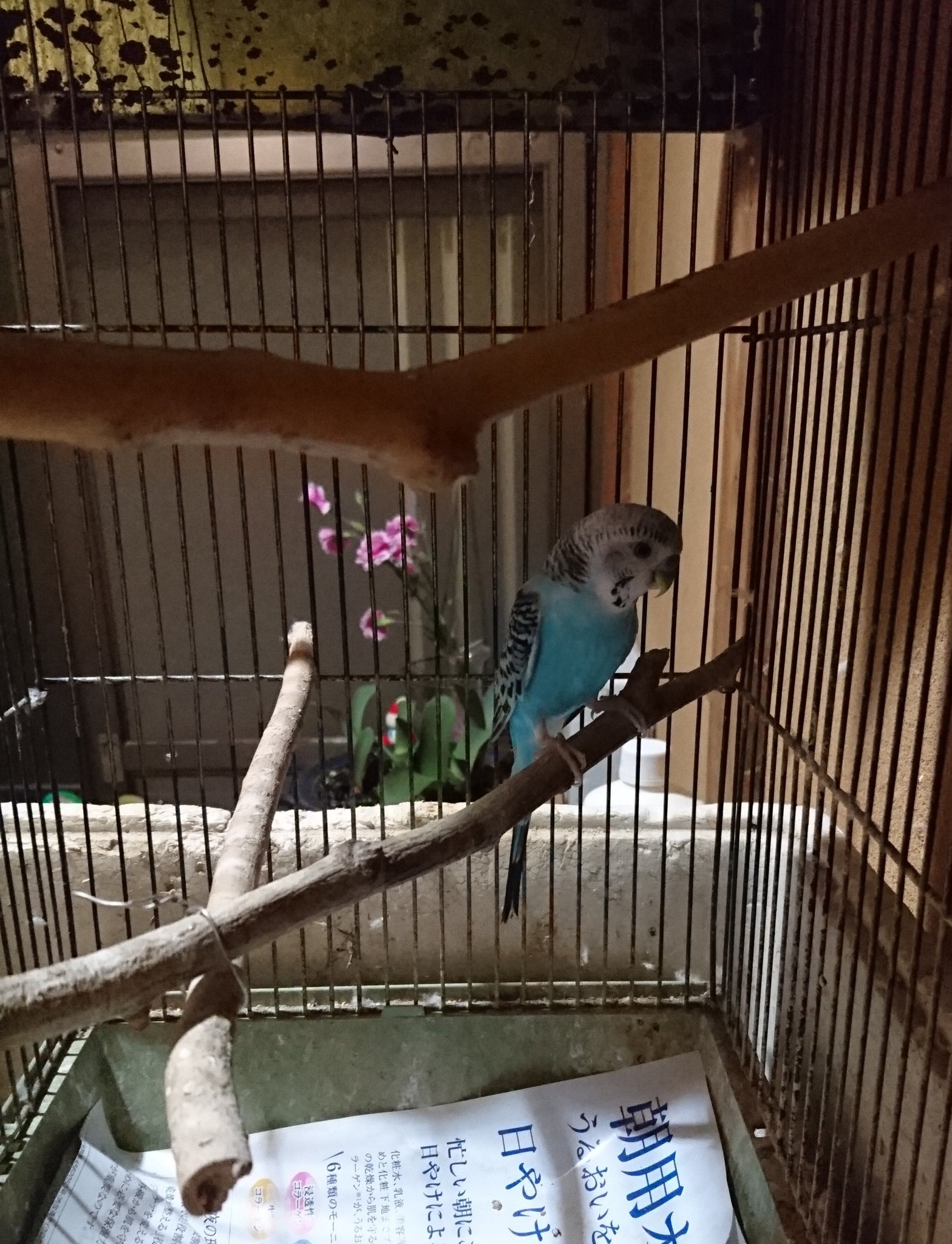 りう ばあちゃん一人暮らしで長年インコ飼ってるんだけど 歴代の名前全部ピーちゃんだし 2羽飼ってるときも両方ピーちゃんだったし これが現在のピーちゃんです T Co 84edrpauoe Twitter
