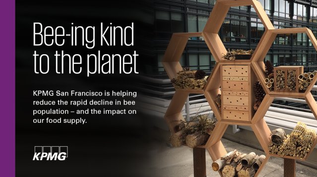 dmcgann's tweet photo. @KPMG_US #SaveTheBees #TangibleDifference https://t.co/1s91TPaemN https://t.co/7i3rA8Gb9G