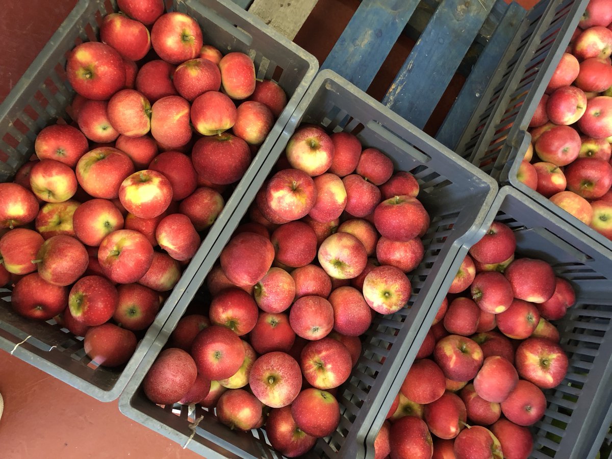 Our lovely red-fleshed Rosettes, picked and ready to be sold. 🍎 Come into our shop or buy wholesale ☞ brogdalefinefruits.co.uk #heritageapples #appleseason #kent