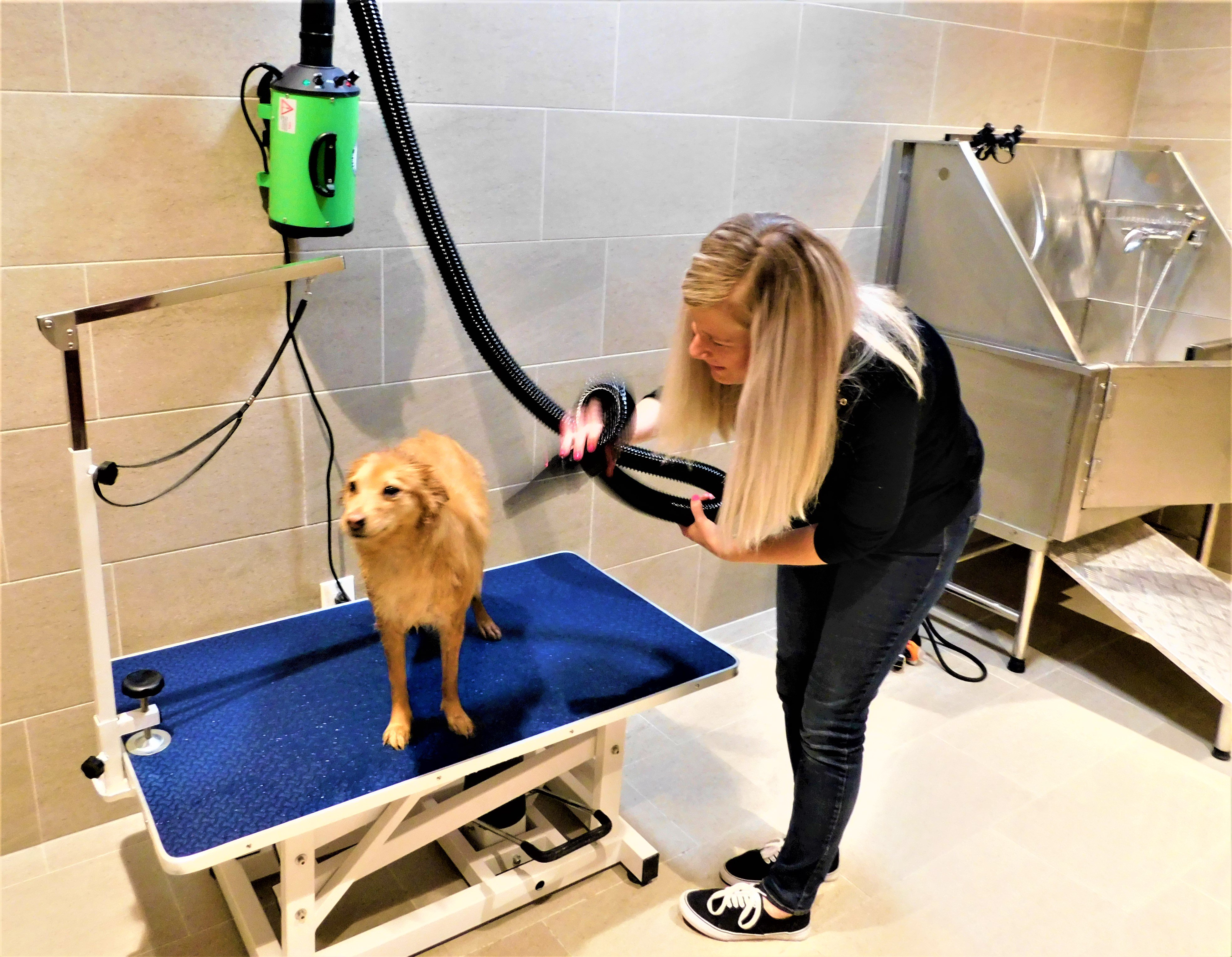 Dog drying cheap table