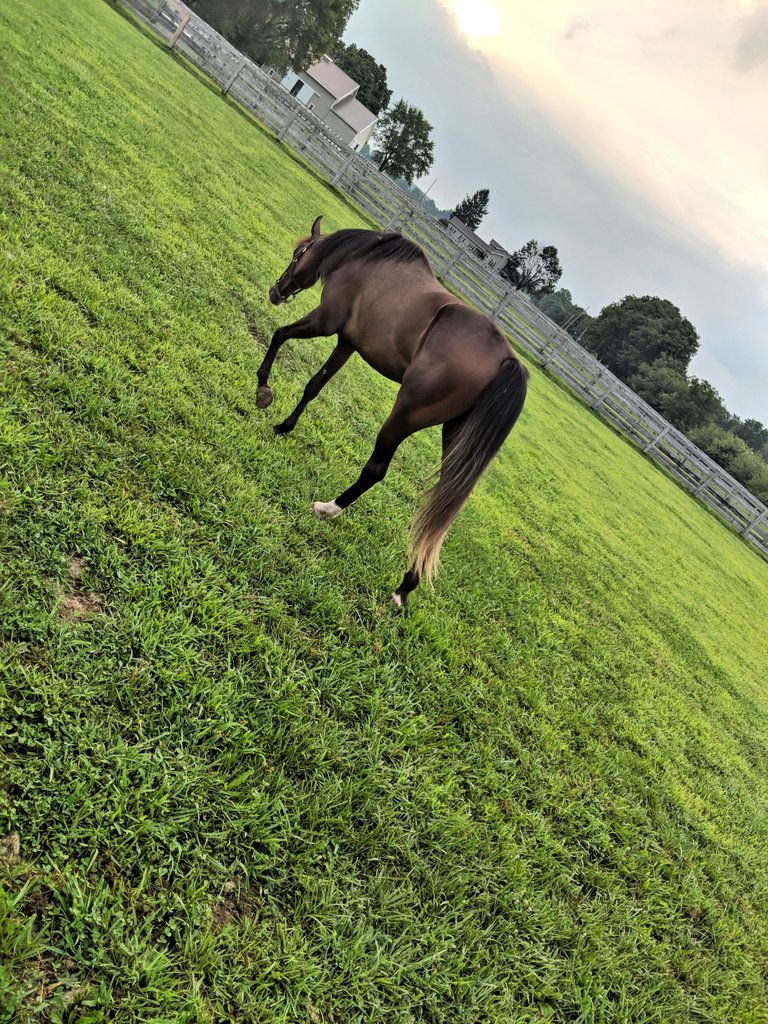 CeCe_Please's tweet photo. This is as close as she would let me get for a picture 🙄 #NoPicturesPlease #BratStatus #ShugKnight #harnessracing https://t.co/w2BI8mBpjo