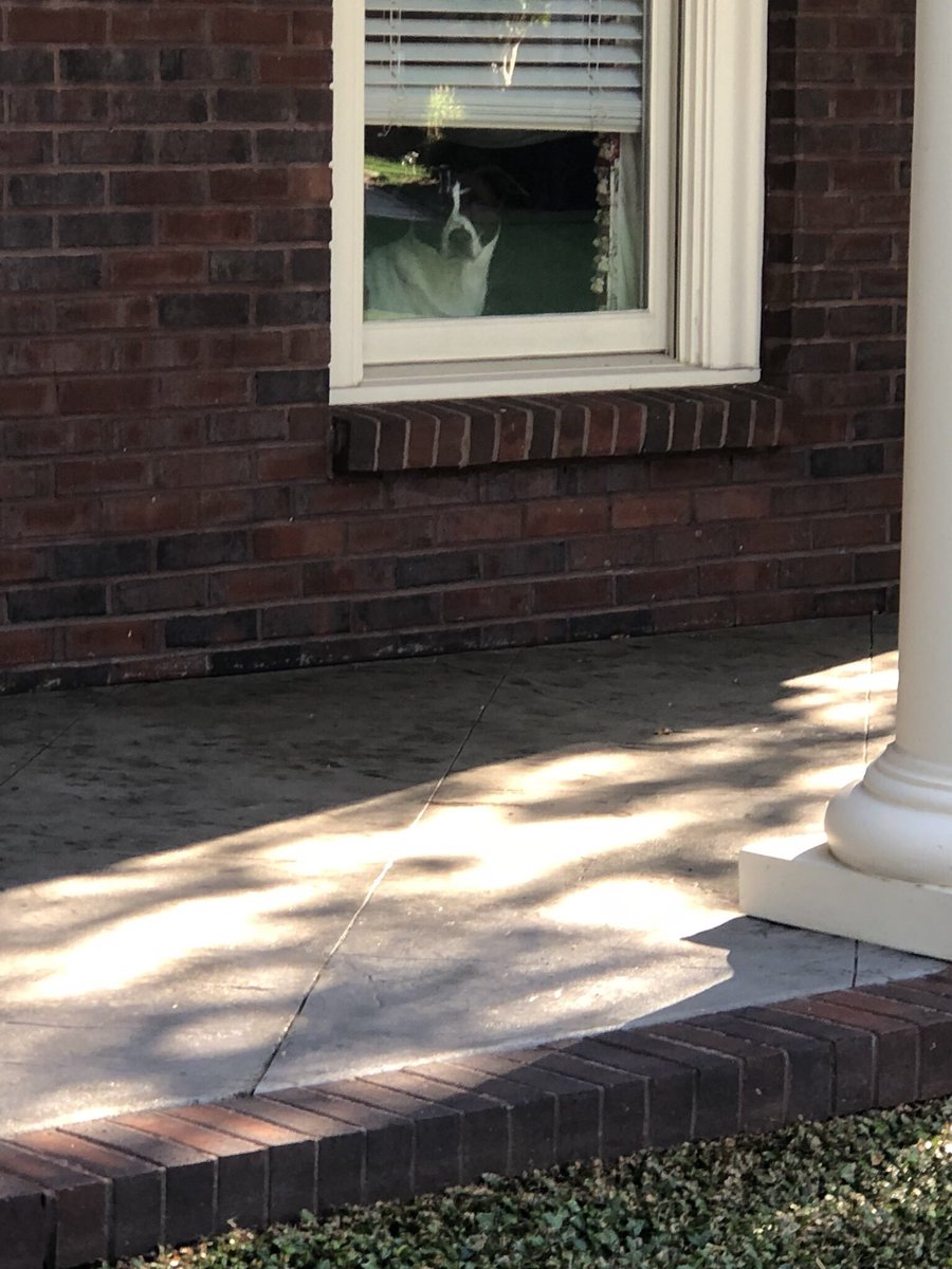 jaceymorrow's tweet photo. my pup normally comes to work with me, but on days she doesn’t she watches me leave until I get to the end of our street 😭 https://t.co/lRQ9J8FIiT