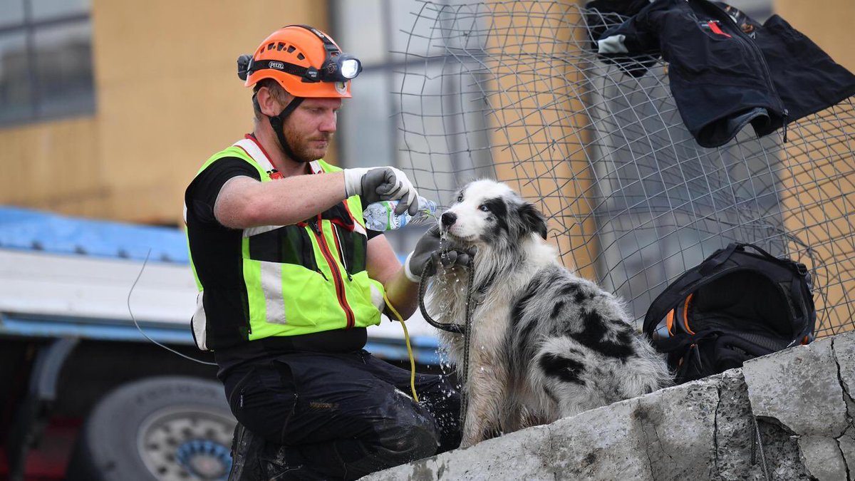 Tra le tante immagini della tragedia di #Genova questa è tra le più significative,i soccorritori con i propri cani instancabili