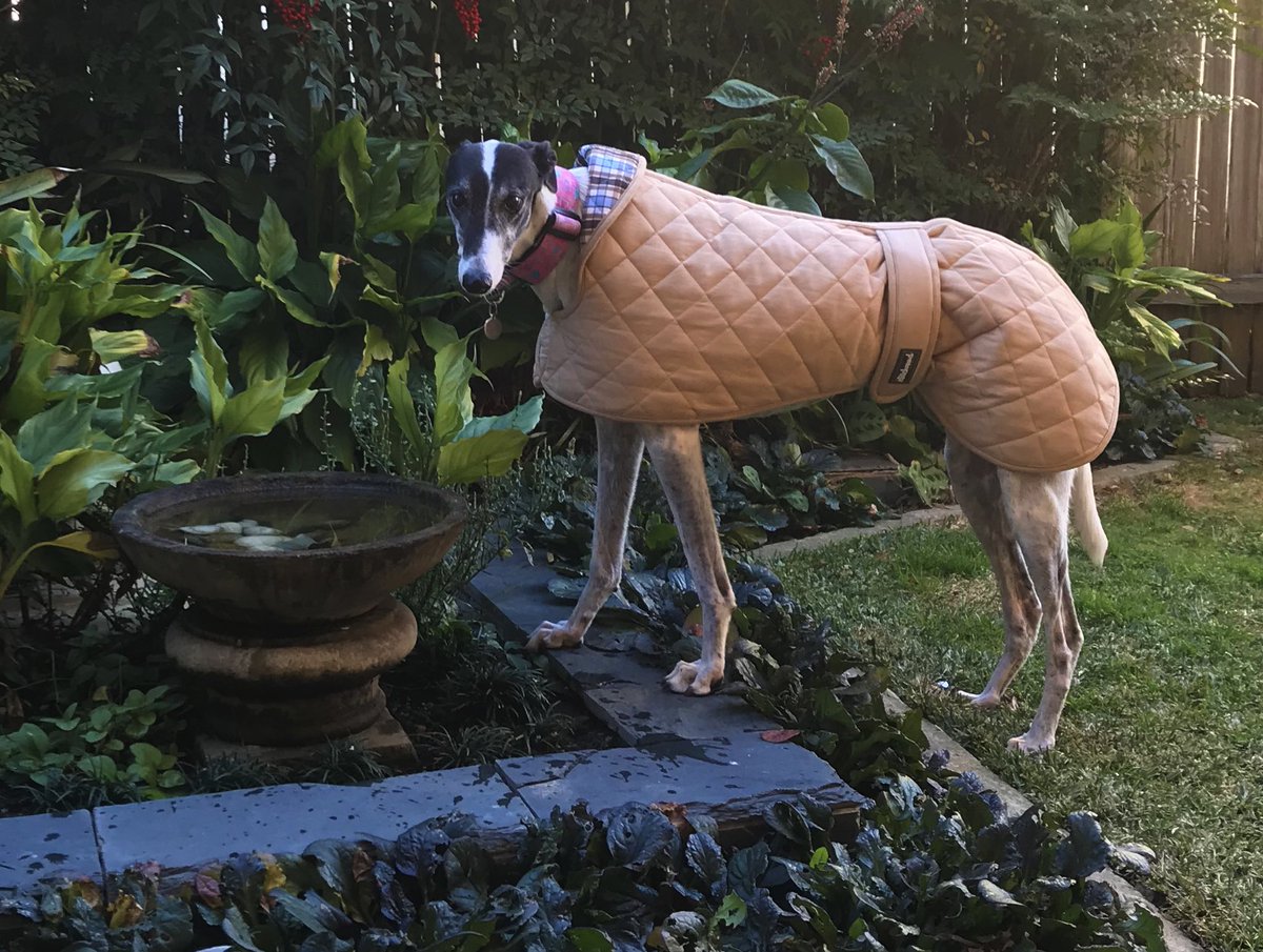 ElitehoundAus's tweet photo. Halle &amp; Scooter are rocking two of our coats. Too cute! 💙💙💙💙💙 #Greyhounds #adoptagreyhound https://t.co/6SQxzha9Hr