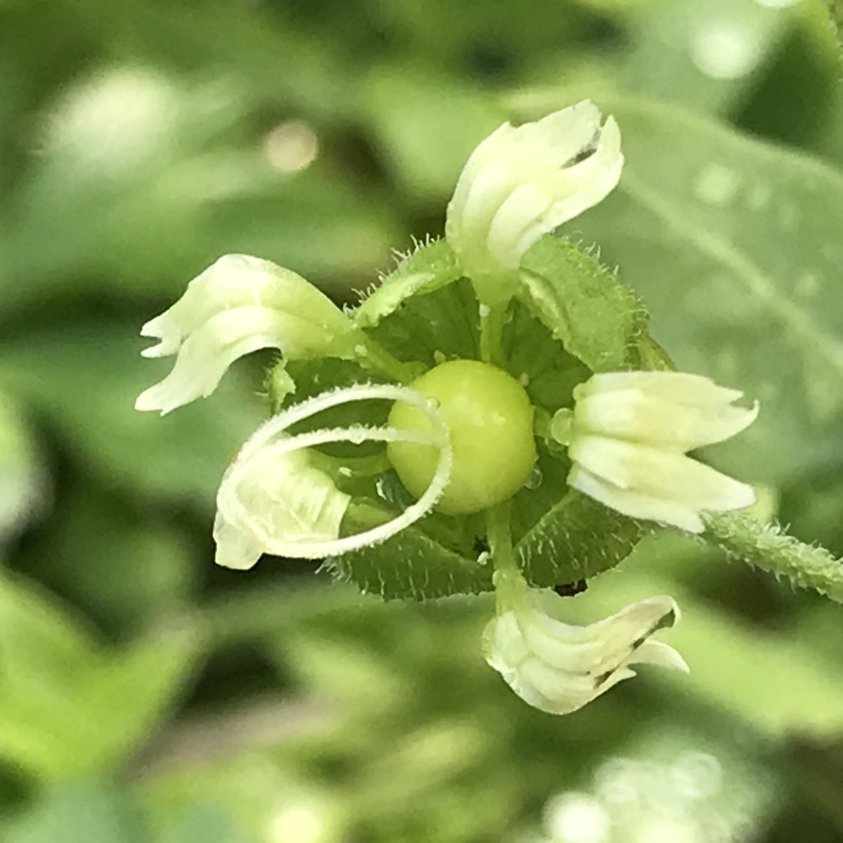 windyhollowscot's tweet photo. And here it is, the wonderful rare wildflower #berrycatchfly has opened its #flowers ๐ฟwe hope it feels at home here at WindyHollowFarm ๐#wildflowers #wildflower #wildflowerhour @BSBIbotany @wildflower_hour #biodiversity #conservation @BrianLaney2 #silenebaccifera #Scotland https://t.co/ODKq8C3OzM