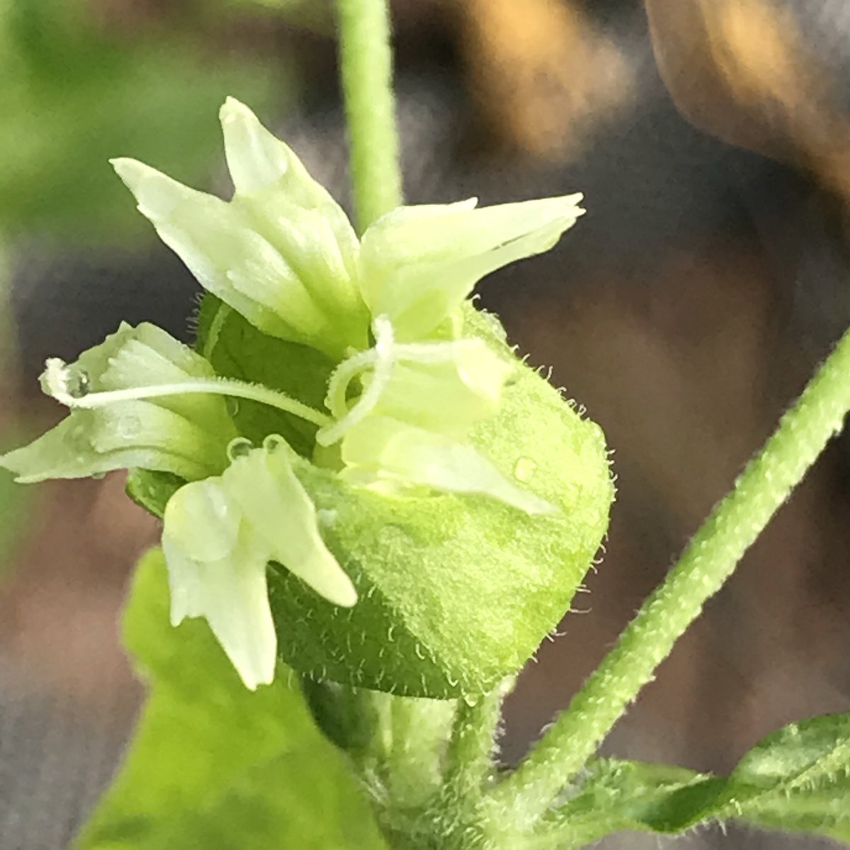 windyhollowscot's tweet photo. And here it is, the wonderful rare wildflower #berrycatchfly has opened its #flowers ๐ฟwe hope it feels at home here at WindyHollowFarm ๐#wildflowers #wildflower #wildflowerhour @BSBIbotany @wildflower_hour #biodiversity #conservation @BrianLaney2 #silenebaccifera #Scotland https://t.co/ODKq8C3OzM